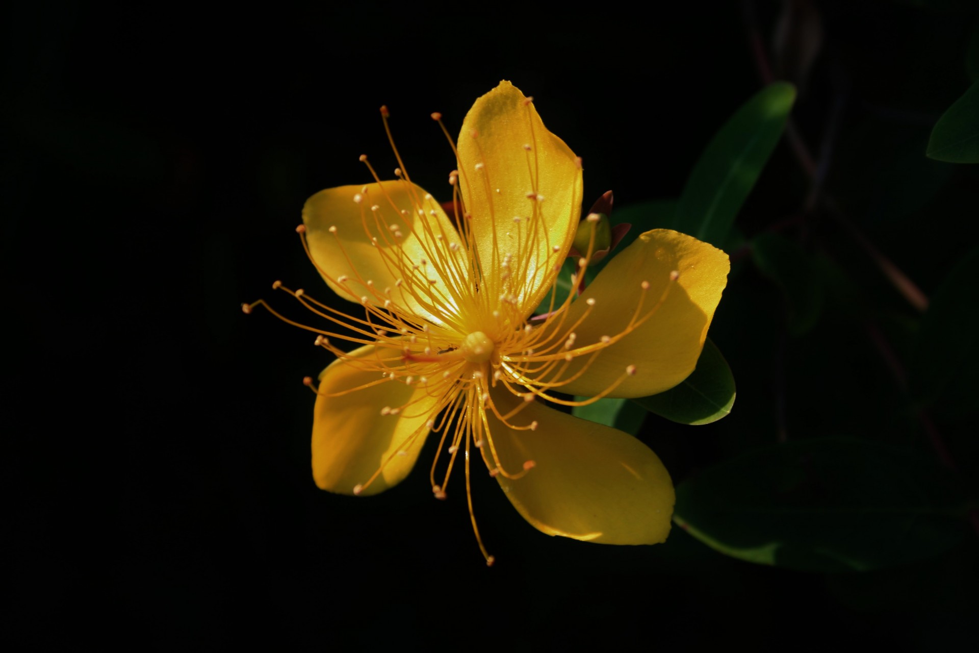 flower yellow bright free photo