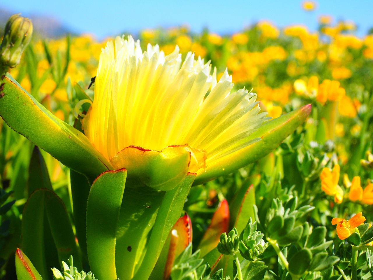 yellow ice plant hottentottenfeige flower free photo
