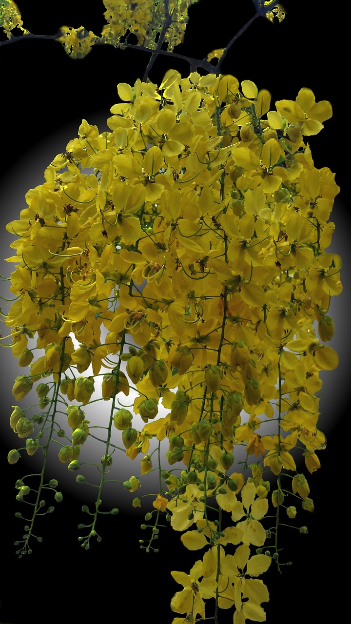 yellow ipê flower brazil free photo