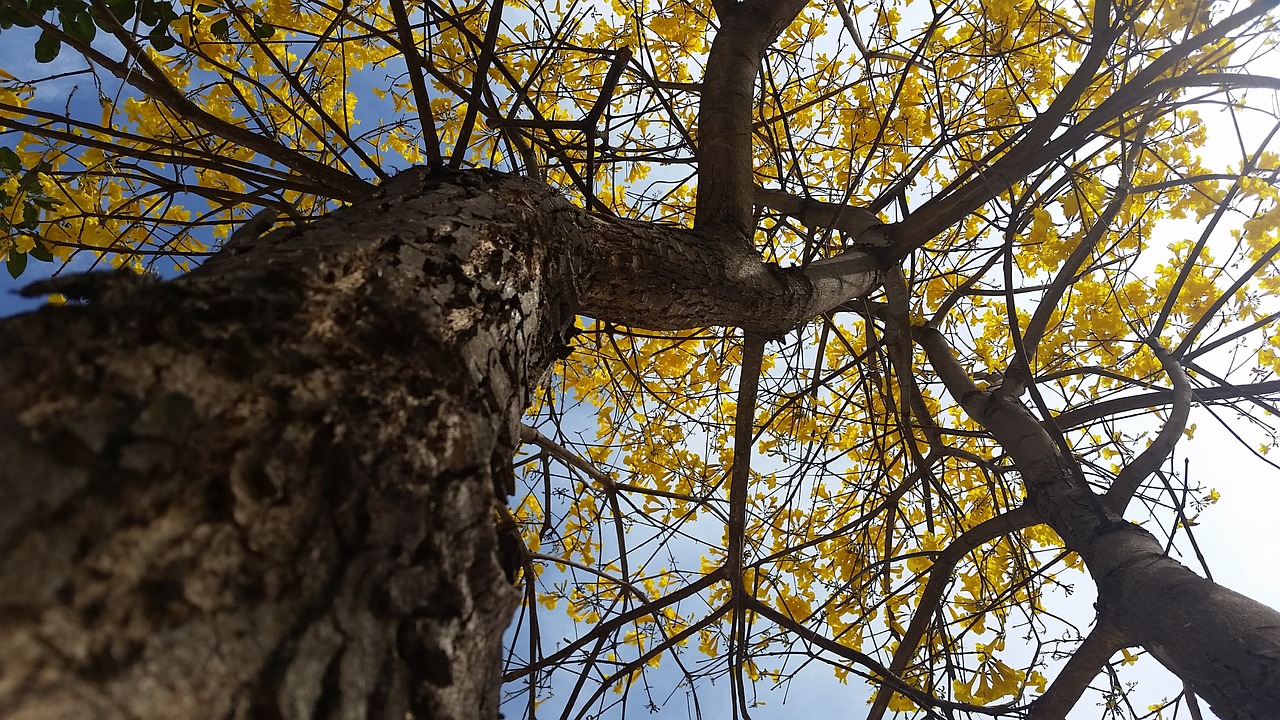 yellow ipê tree nature free photo