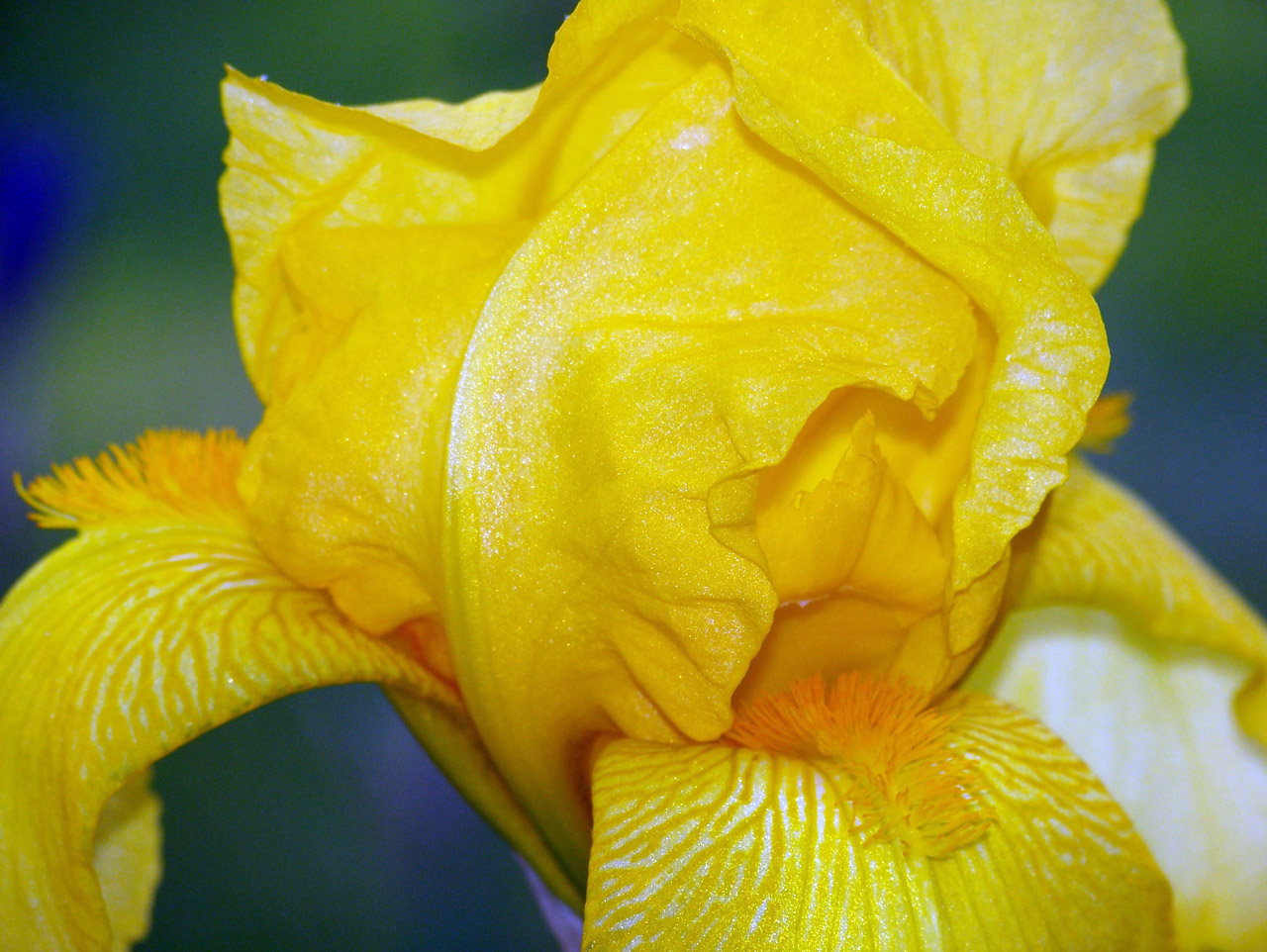 yellow iris spring free photo