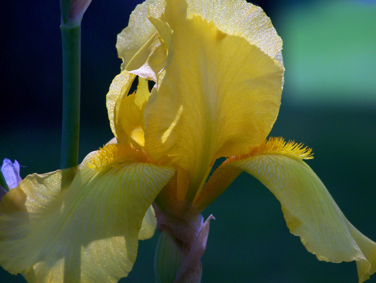 yellow iris spring free photo