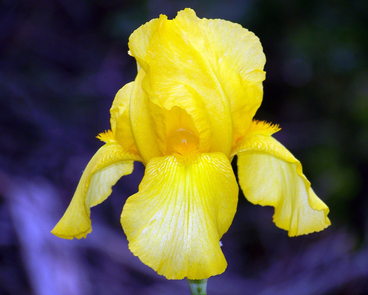 yellow iris spring free photo