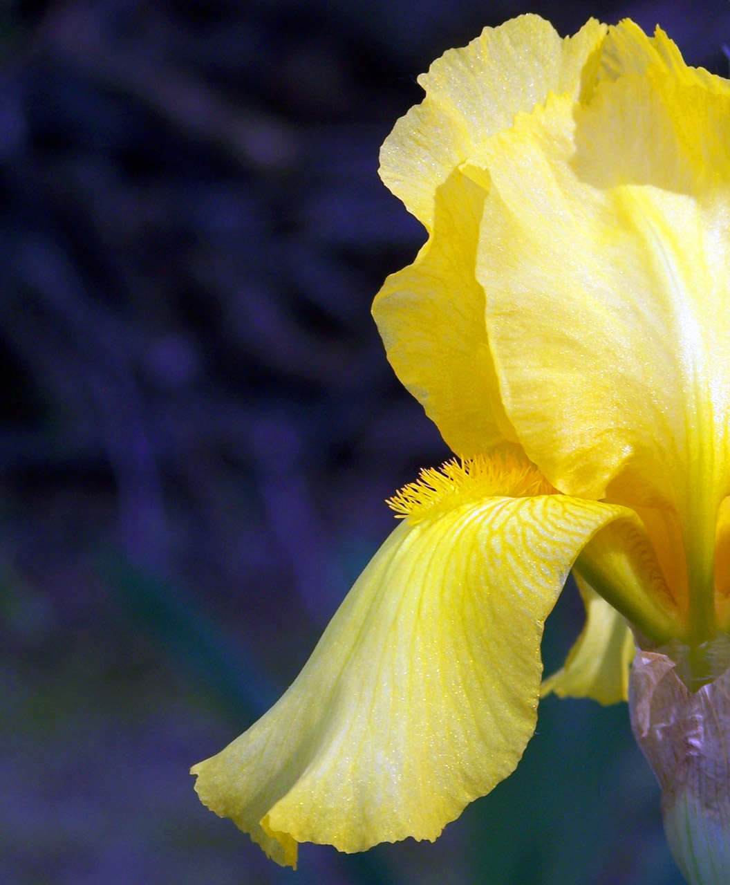 yellow iris spring free photo