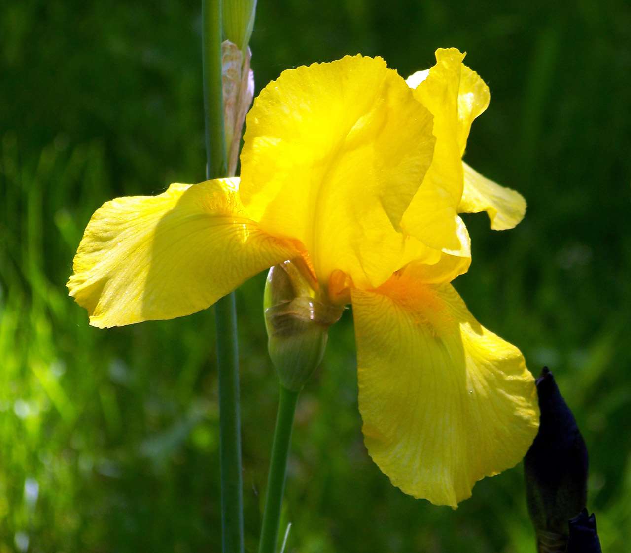 iris yellow spring free photo