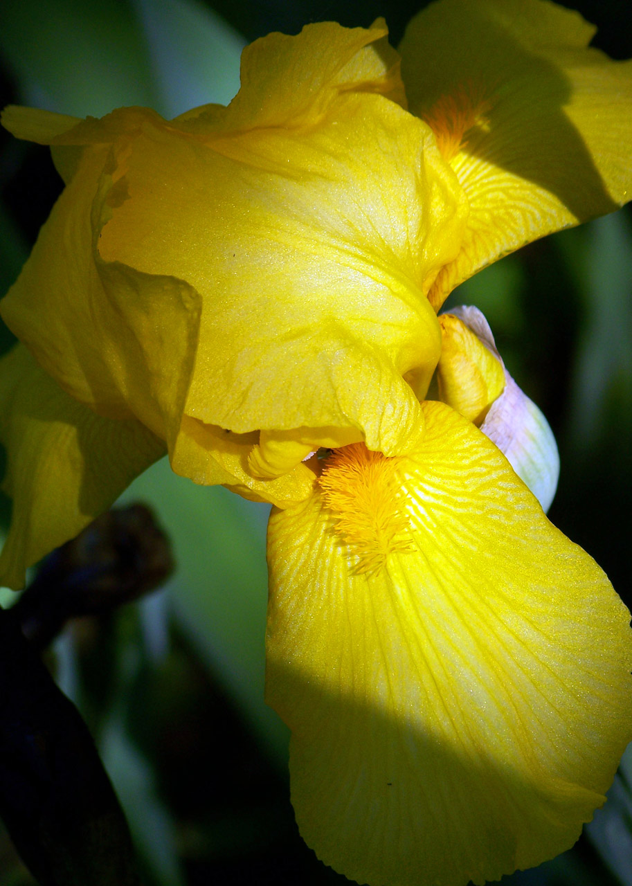 iris yellow spring free photo