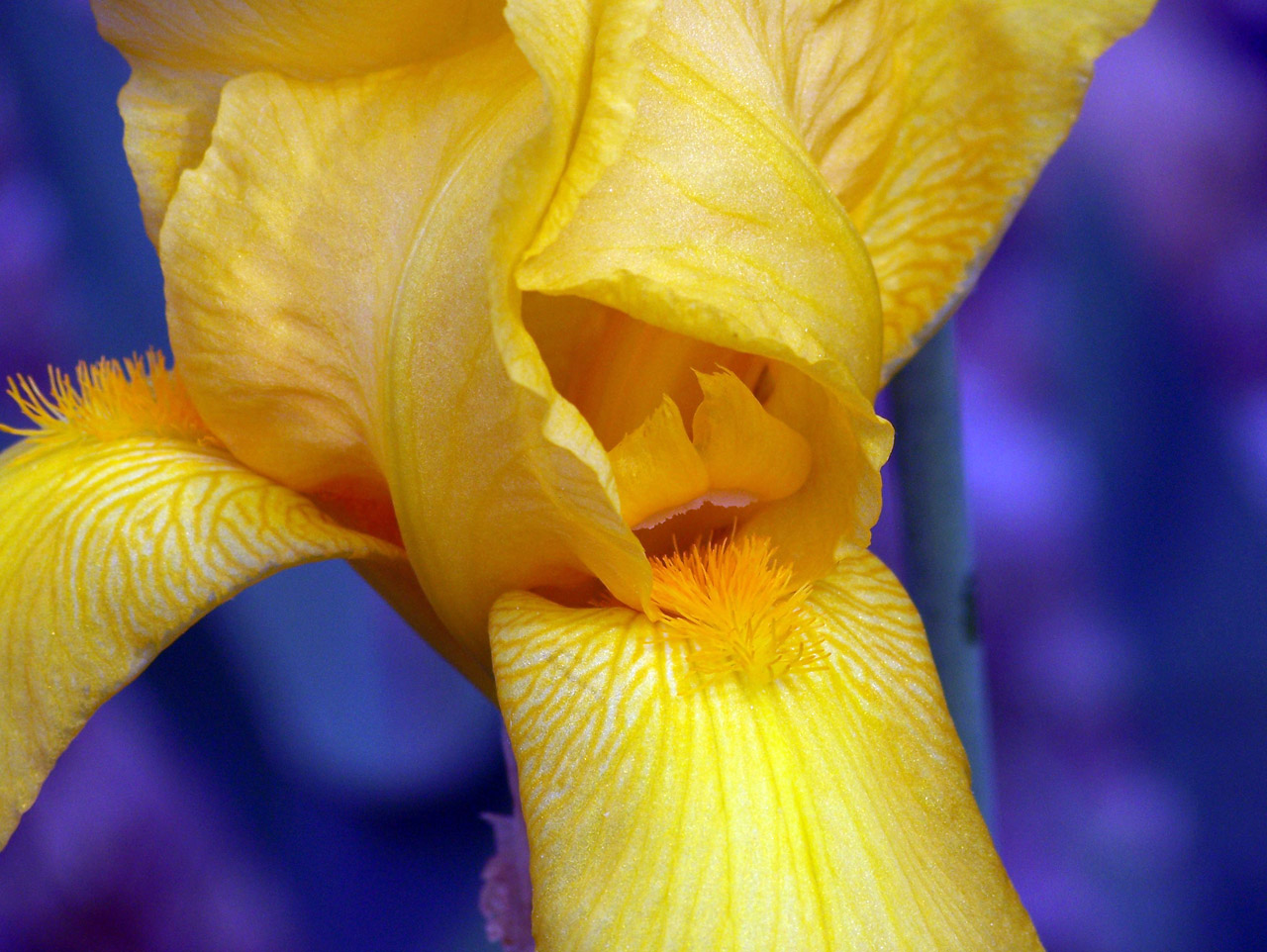 iris yellow spring free photo