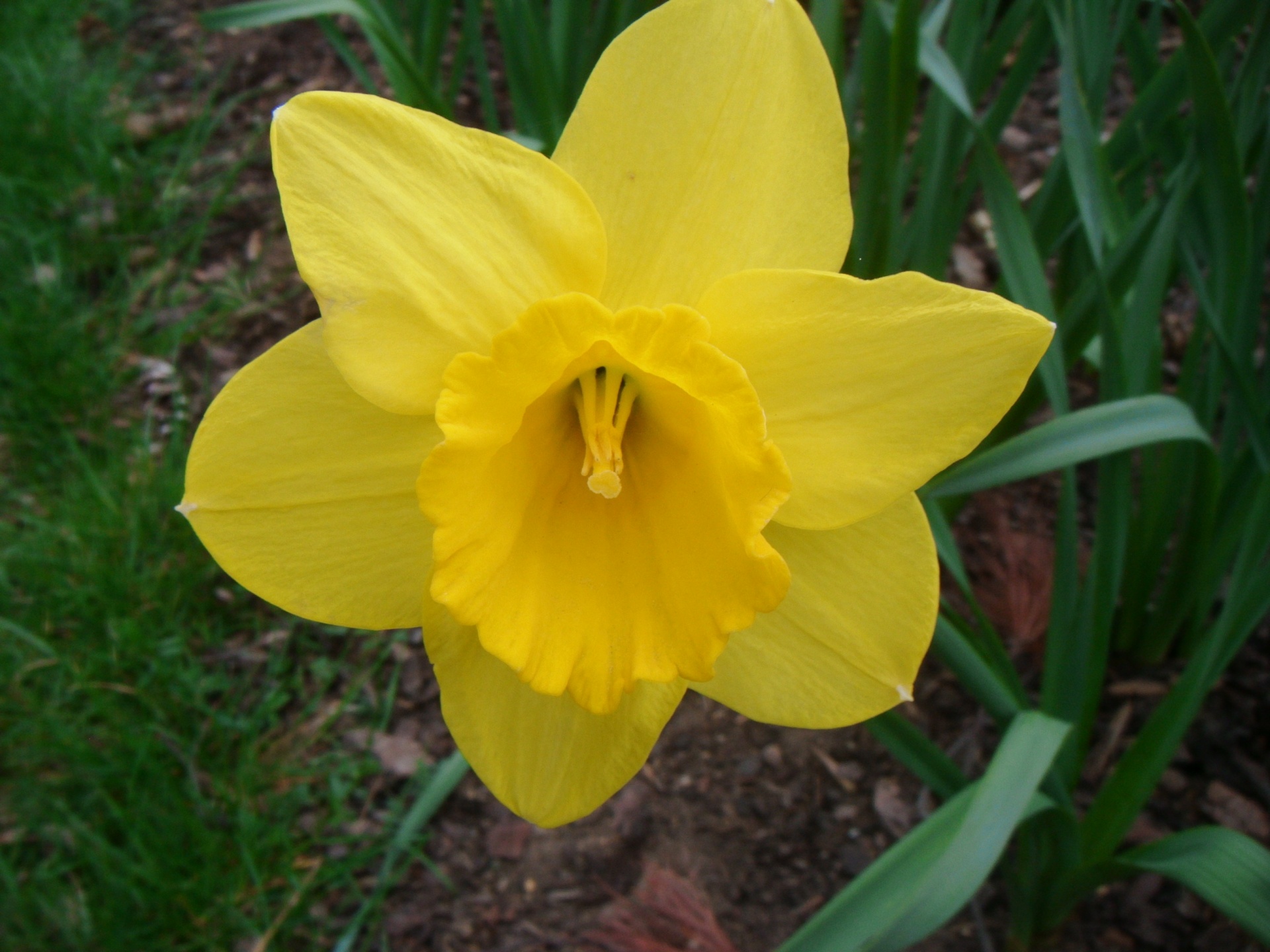 iris flower yellow free photo