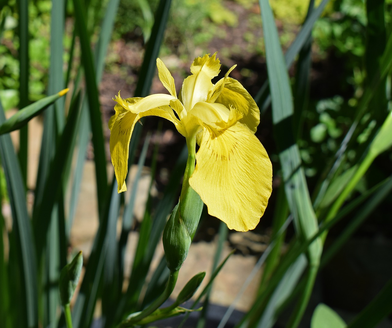 yellow iris swamp iris flower free photo
