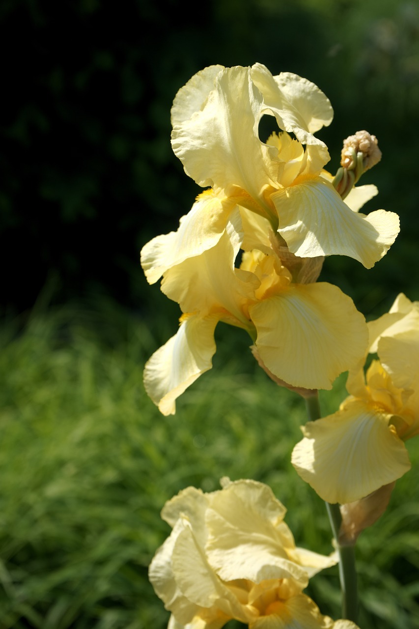 yellow iris summer flower perennials flowering free photo