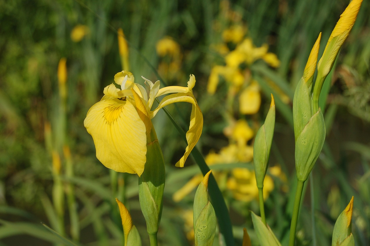 yellow iris  wild flowers free pictures free photo