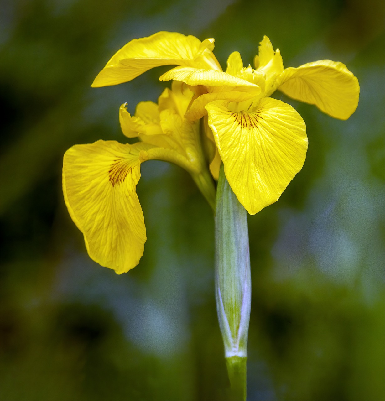 yellow iris  wildflower  flower free photo