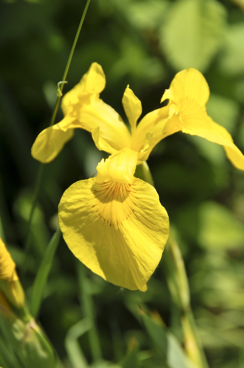 yellow iris flower color free photo