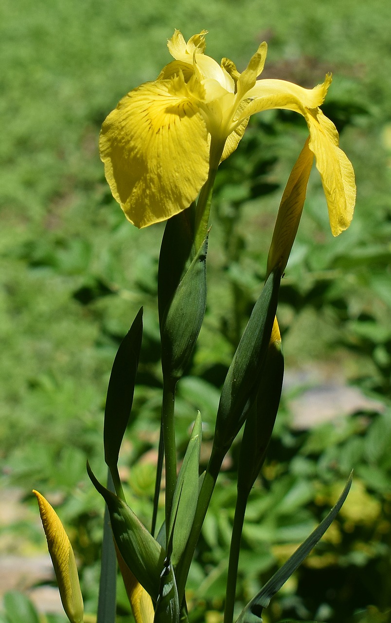 yellow iris with buds swamp iris flower free photo