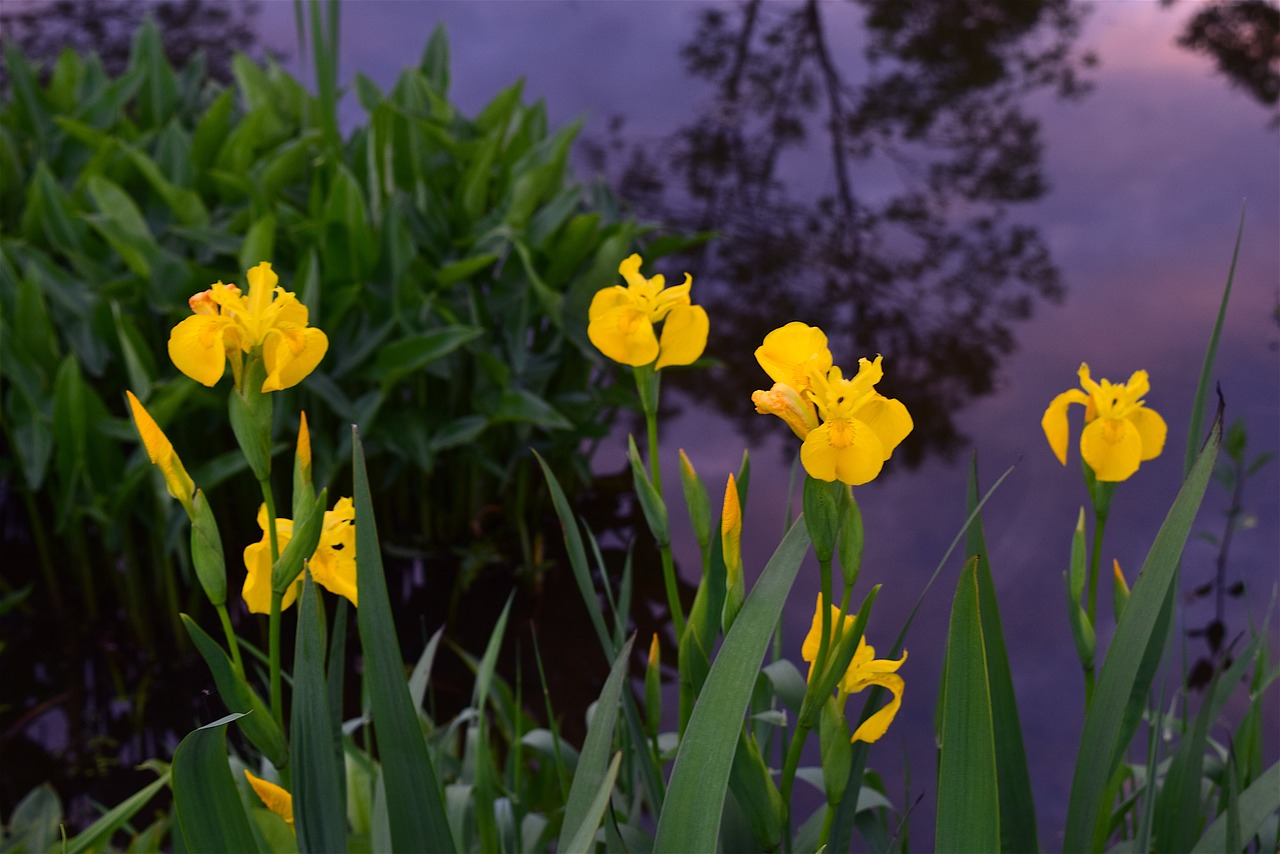 yellow irises flowers spring free photo