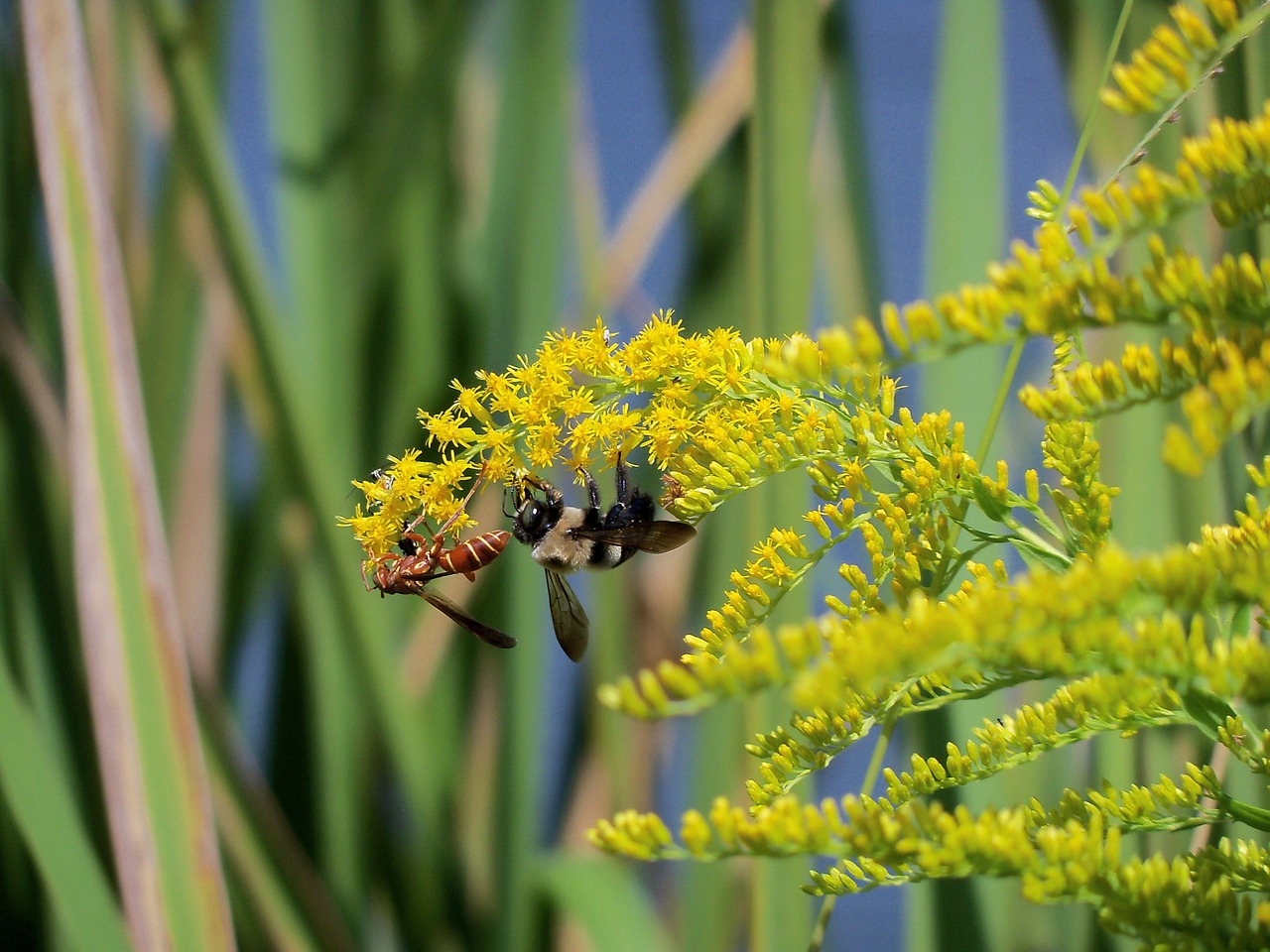 yellow jacket bee insects free photo