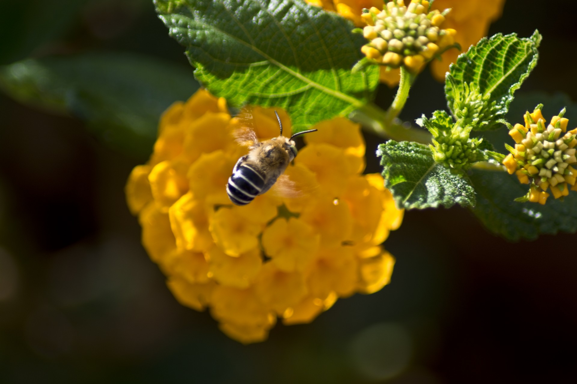 yellow bee flower free photo
