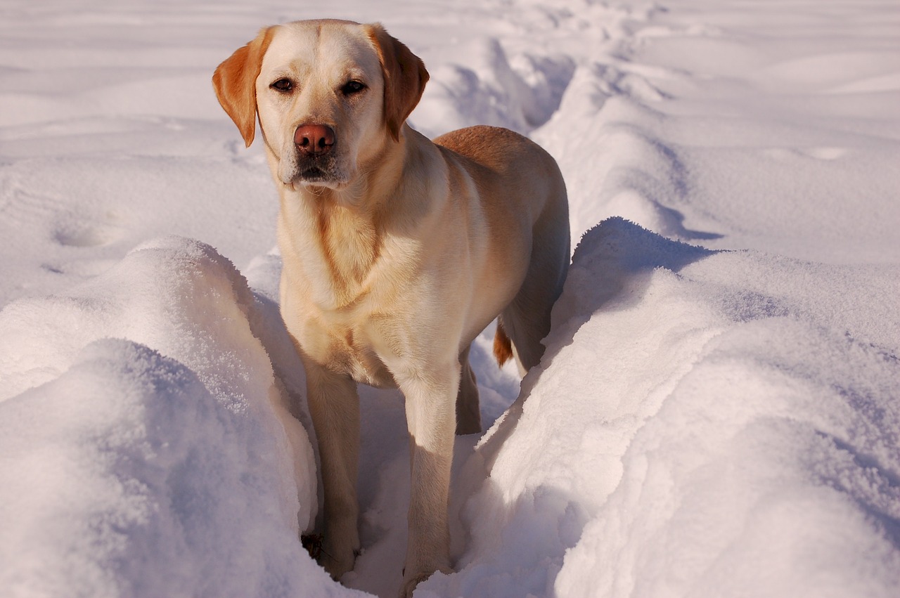 yellow labrador retriever golden snow free photo