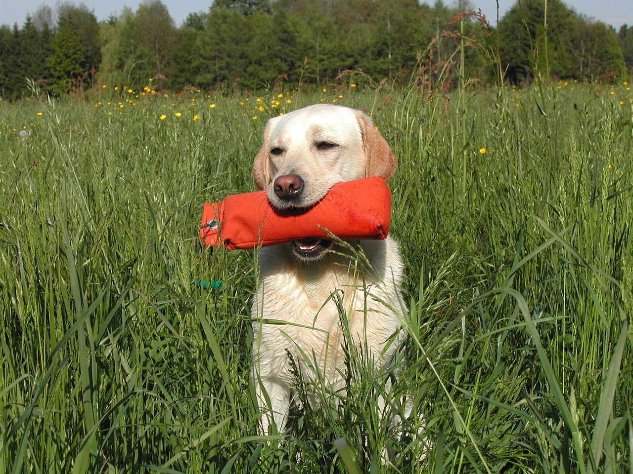 yellow labrador retriever dog bumper free photo
