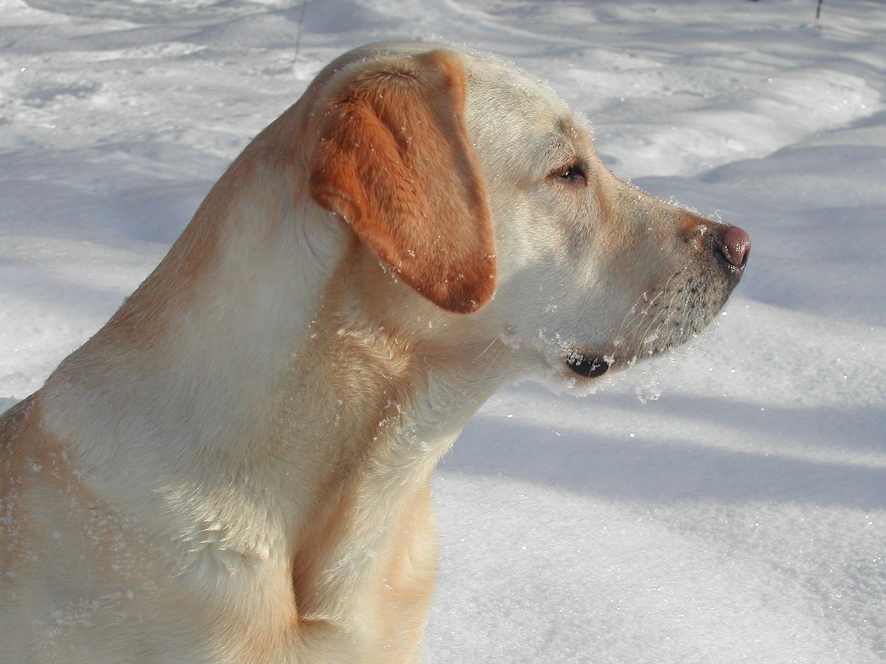 yellow labrador retriever dog snow free photo