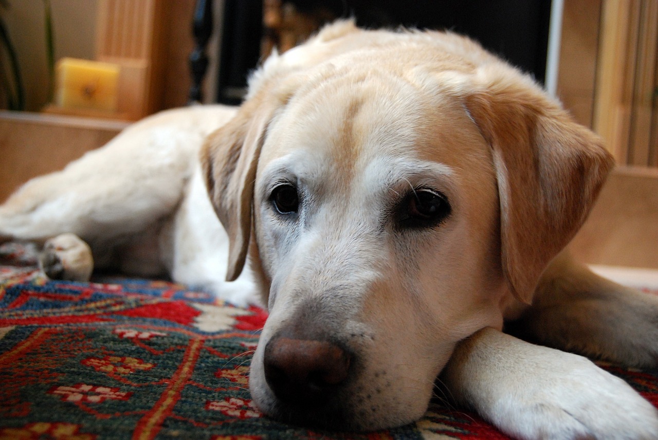 yellow labrador retriever dog resting free photo