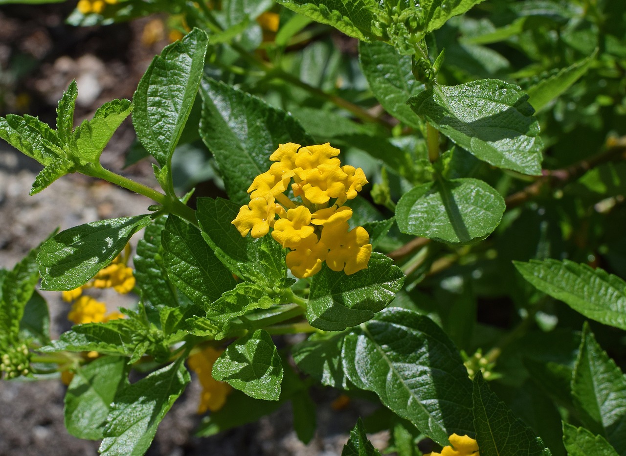 yellow lantana flower blossom free photo