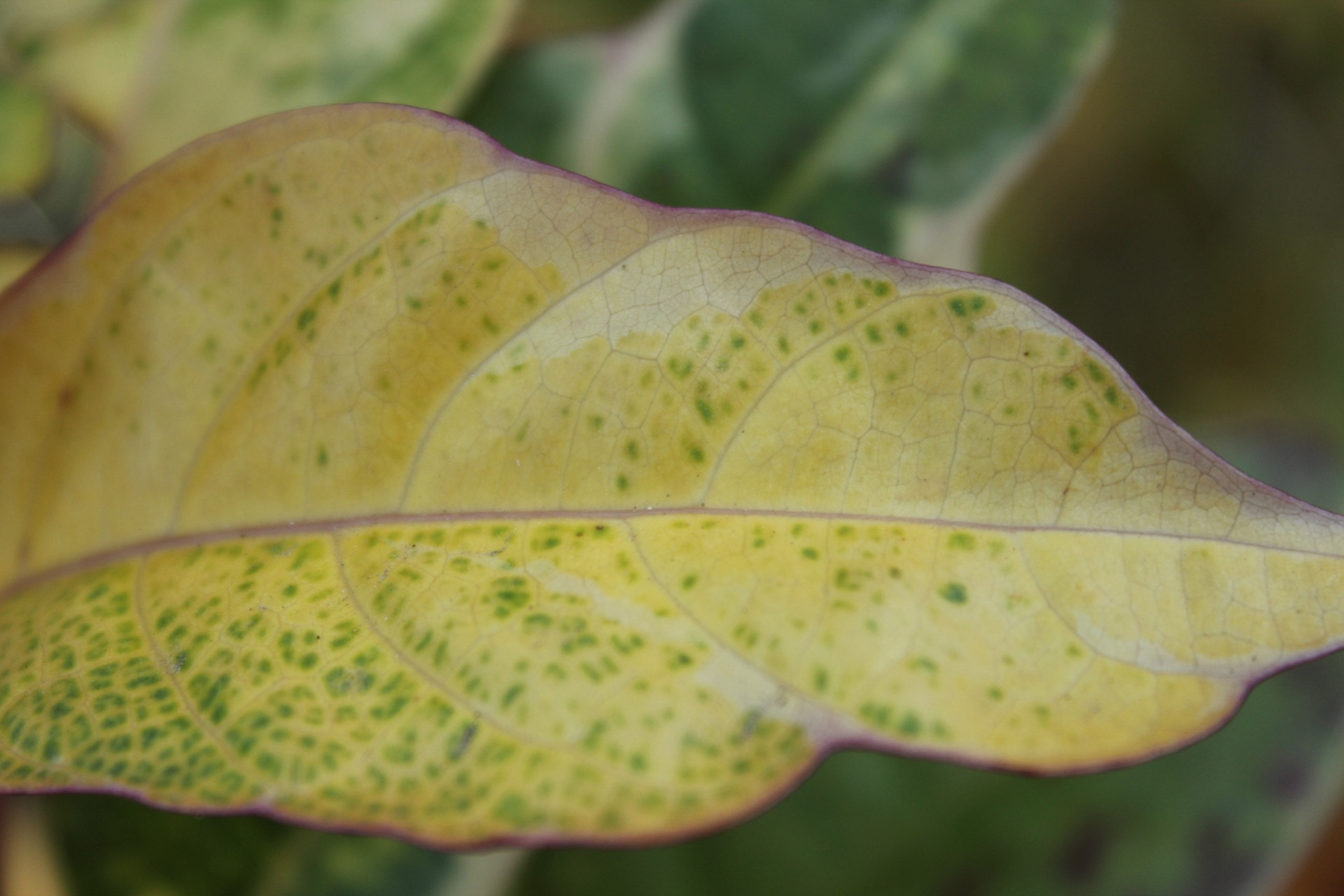 yellow leaf leaf detail leaf free photo