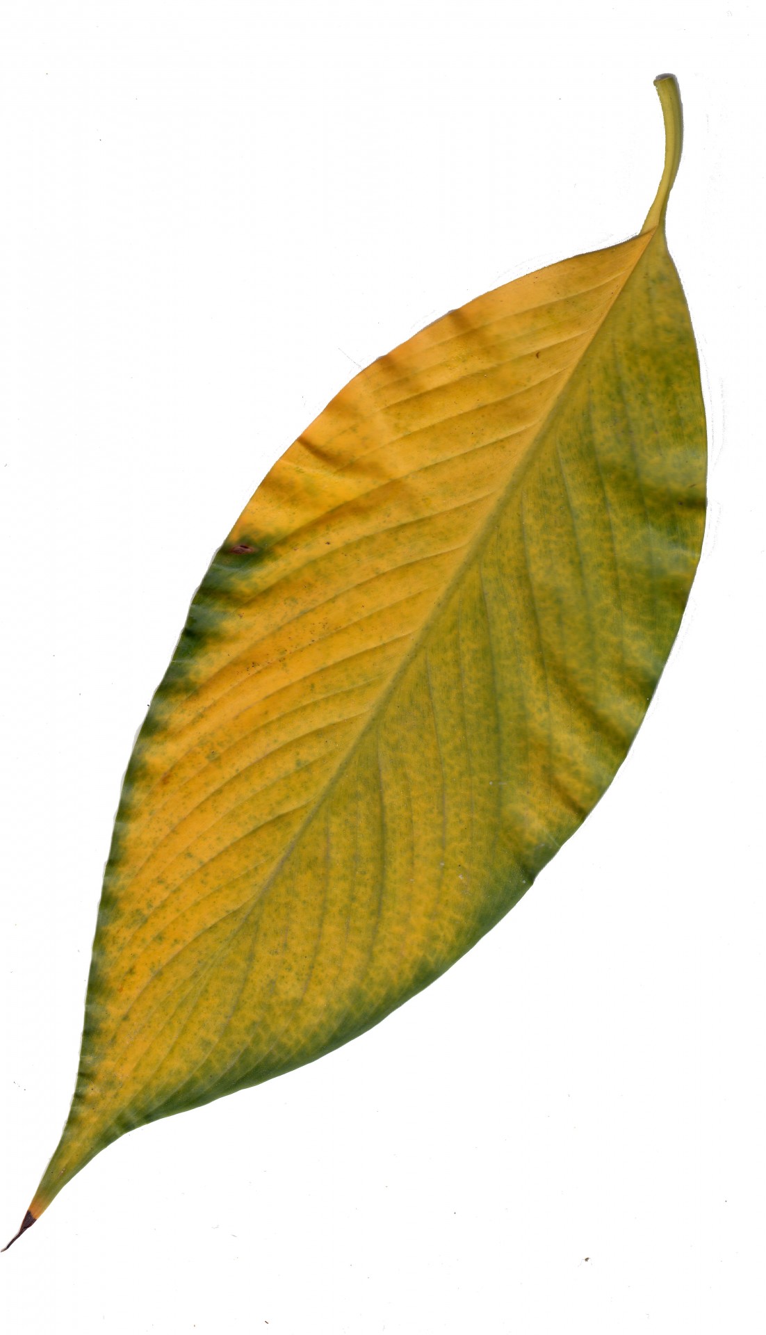 yellow green leaf free photo