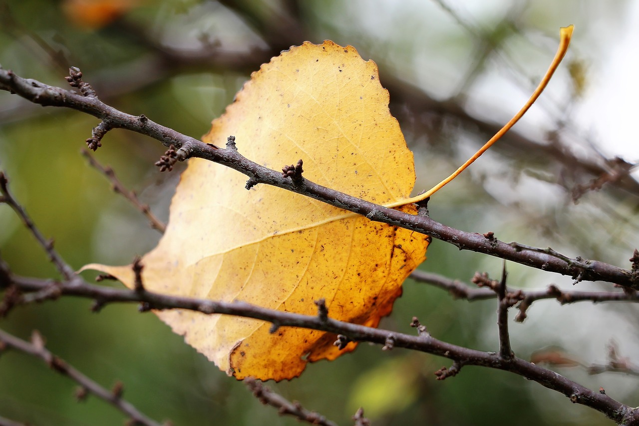 yellow leaf  branches  foliage free photo