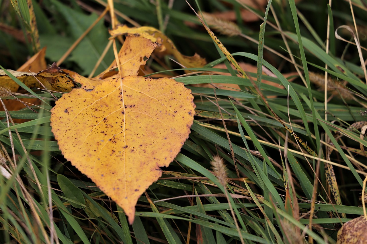 yellow leaf  grass  meadow free photo