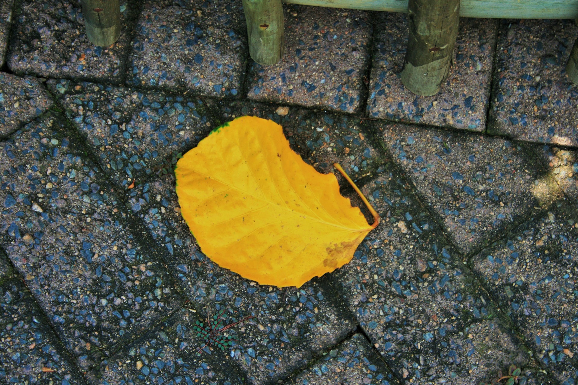 leaf yellow paving free photo