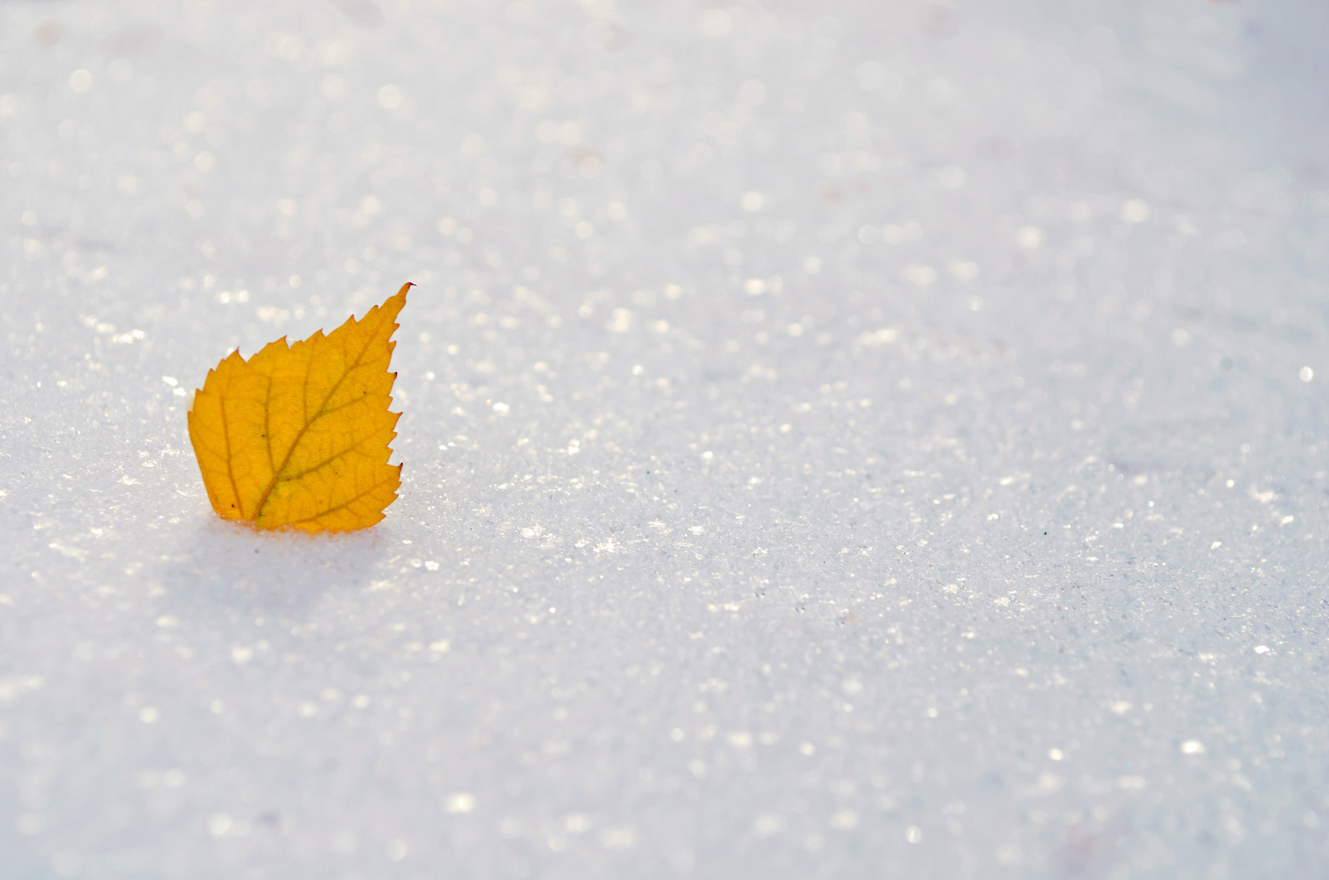 yellow leaf snow free photo