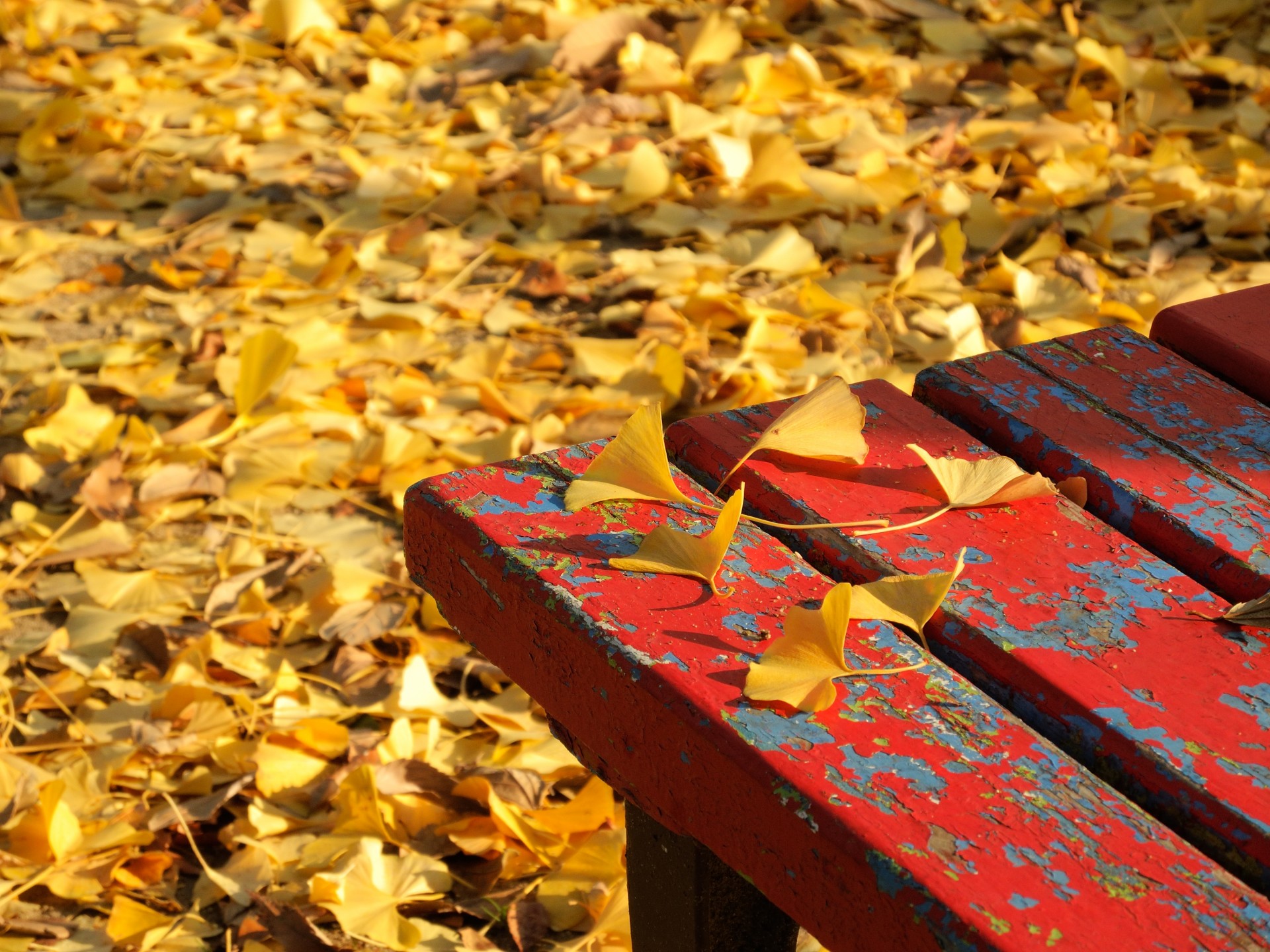 ginkgo tree leaf free photo