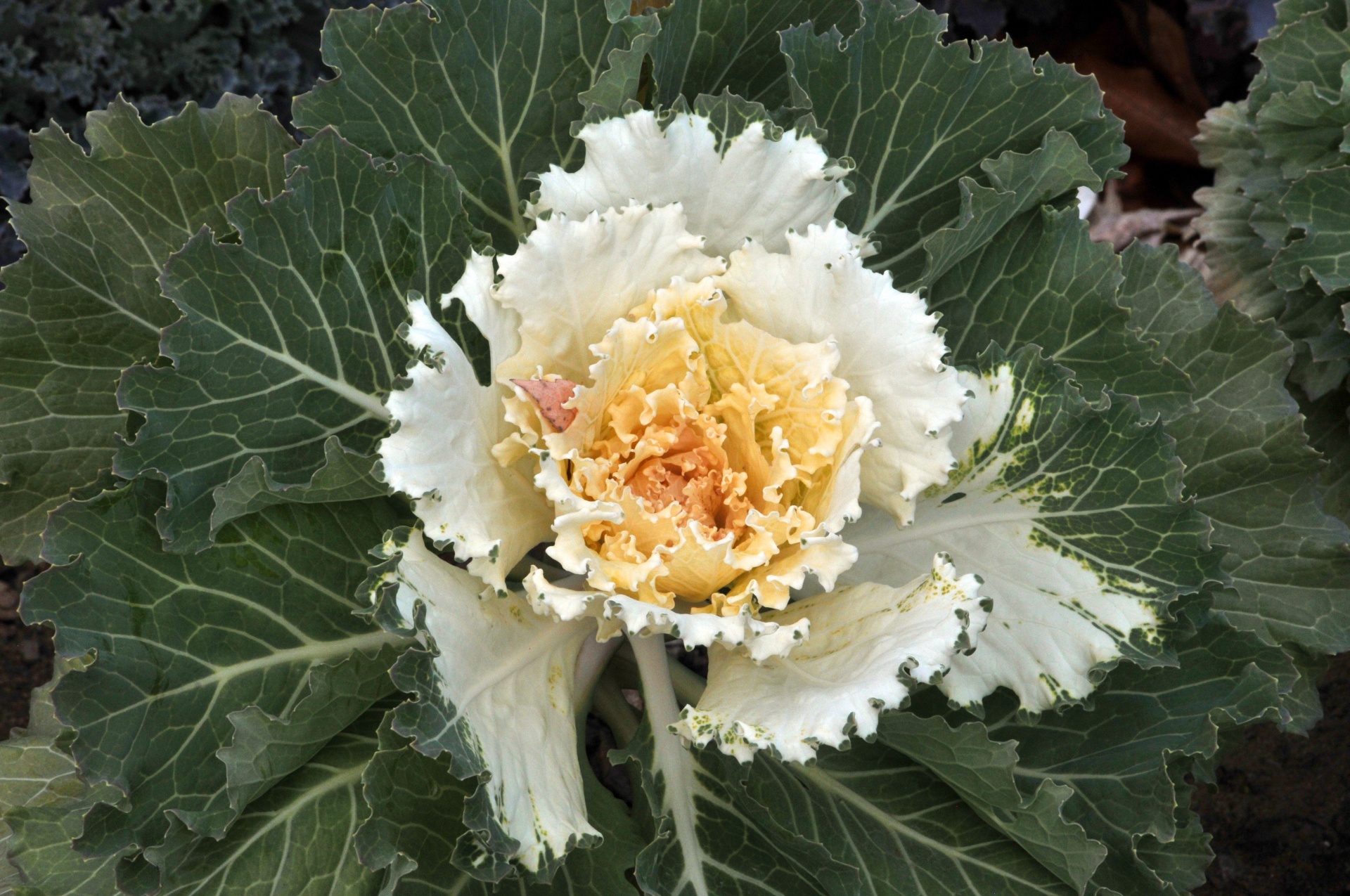 cabbage leafy vegetable free photo