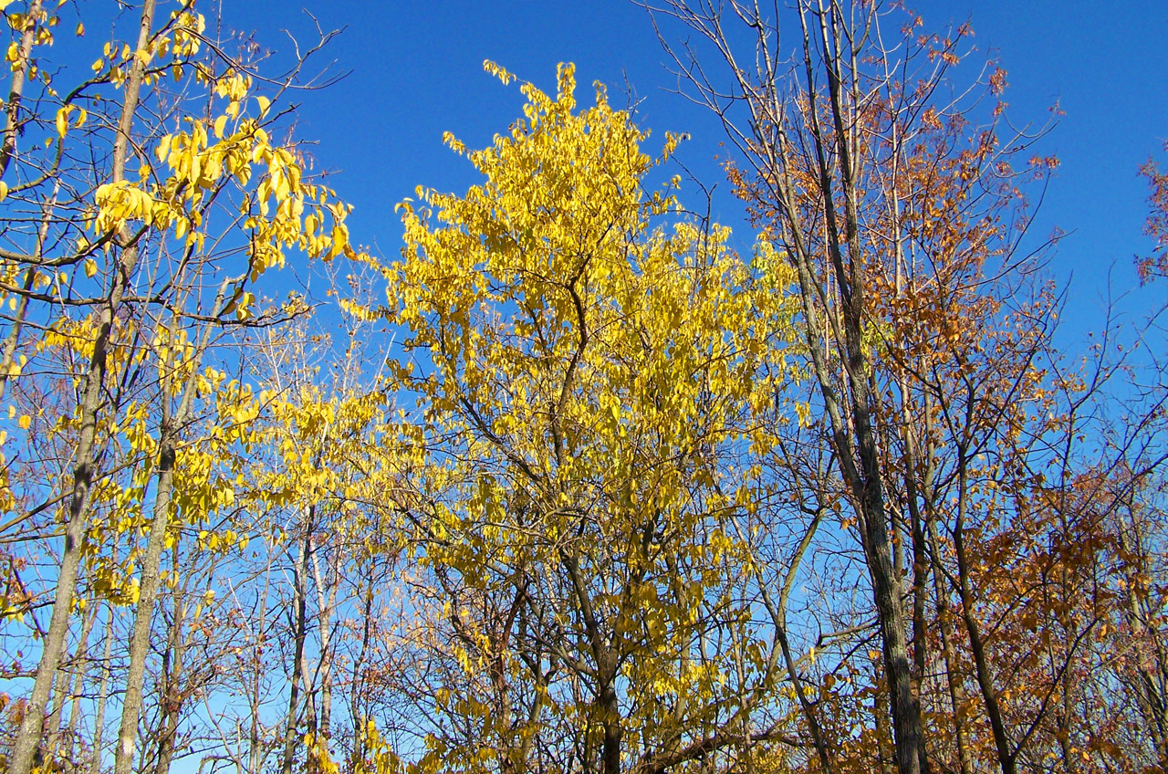 autumn fall leaves free photo