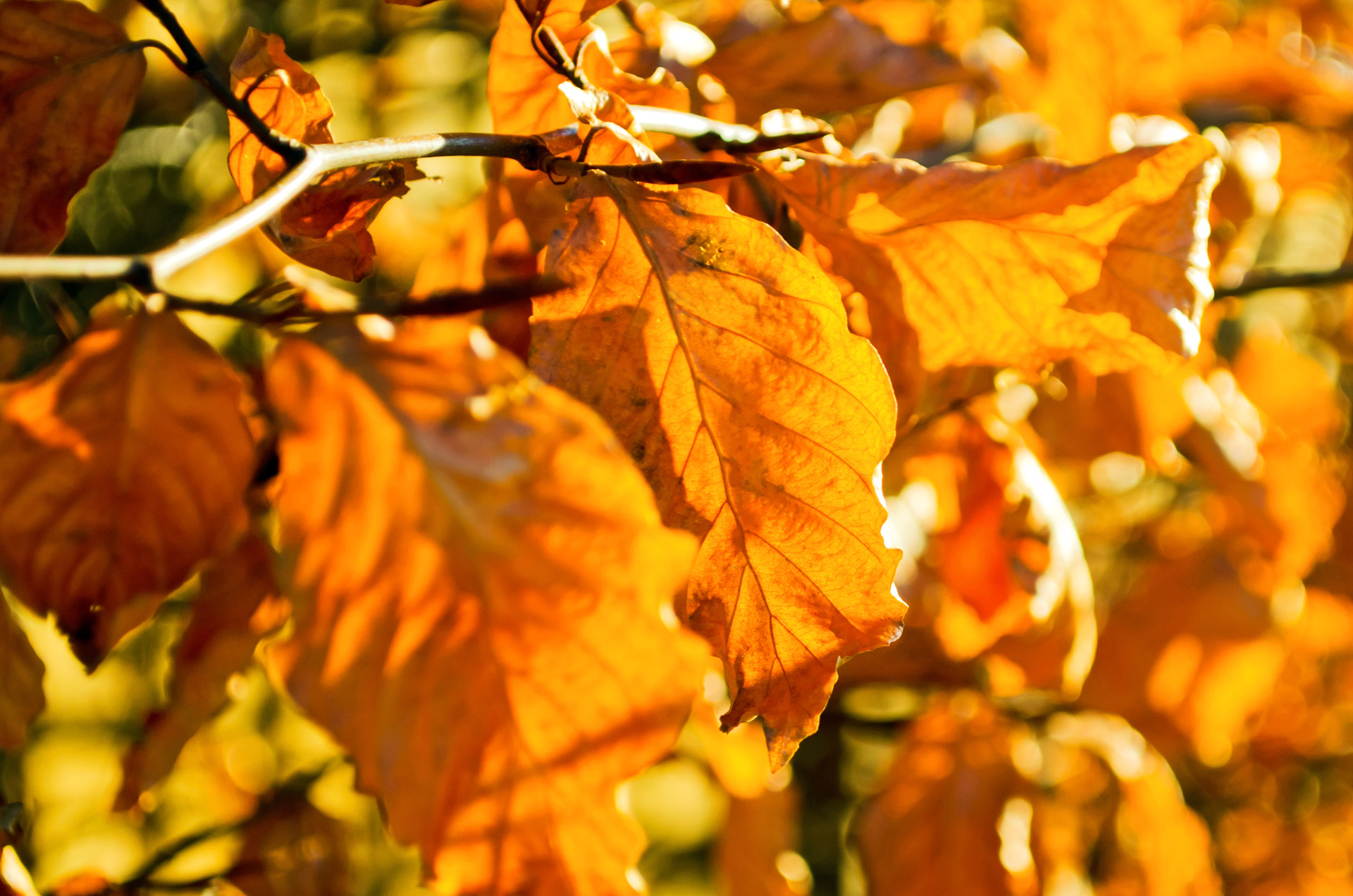 yellow leaves leaf free photo