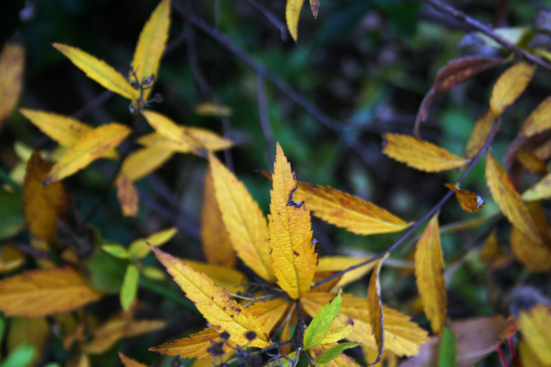 shrub leaves elongated free photo