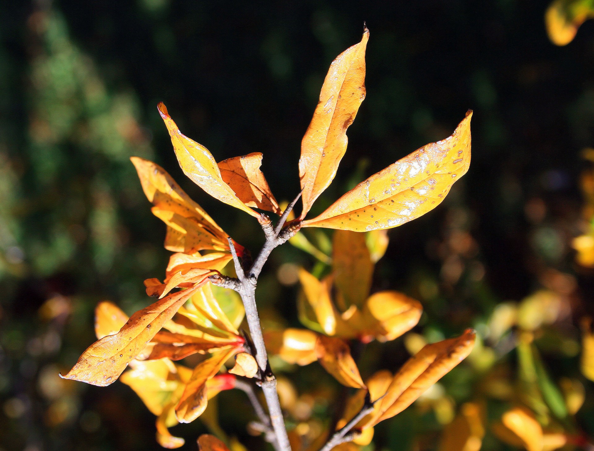 leaves yellow autumn free photo