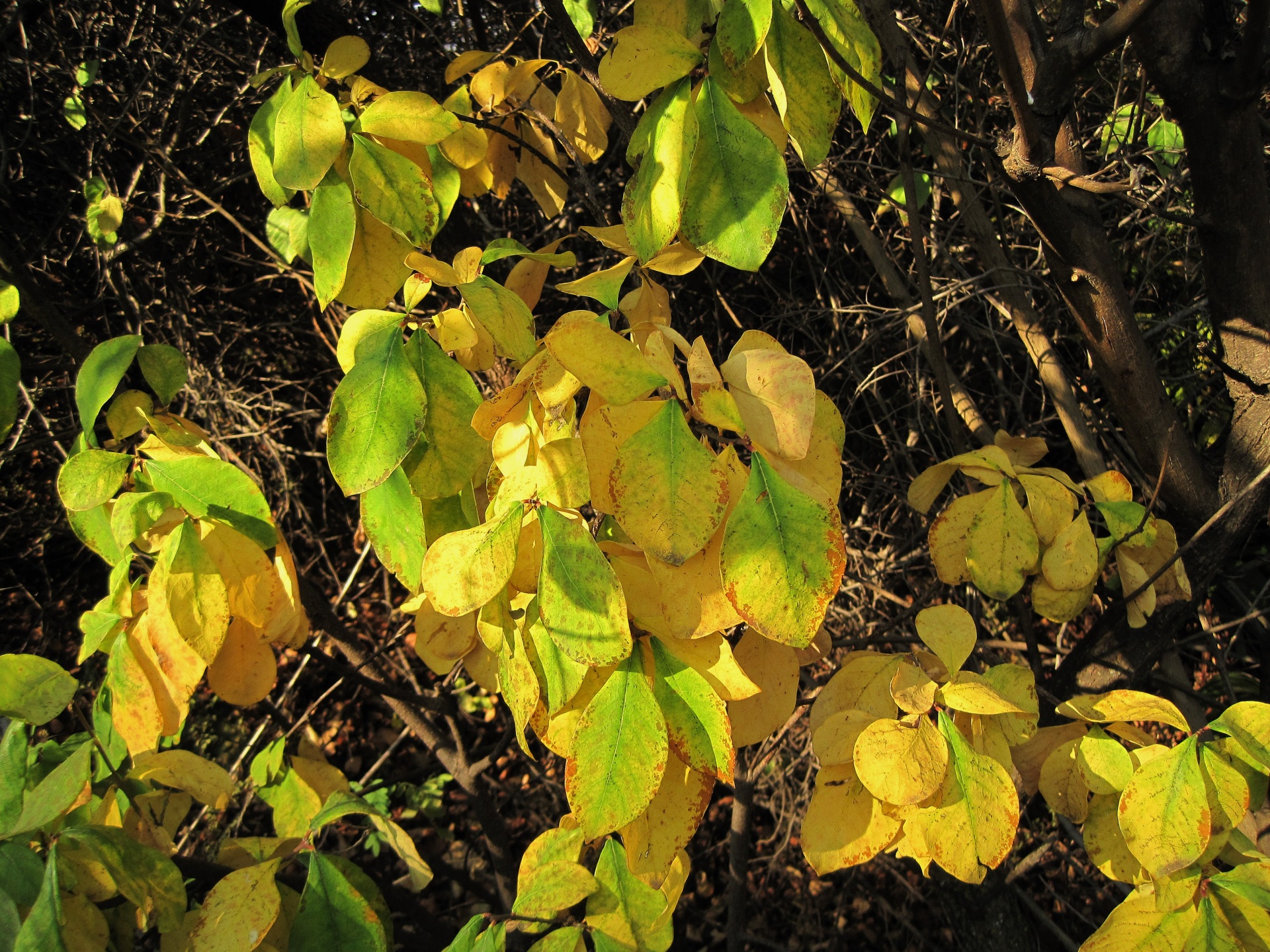 leaves yellow green free photo