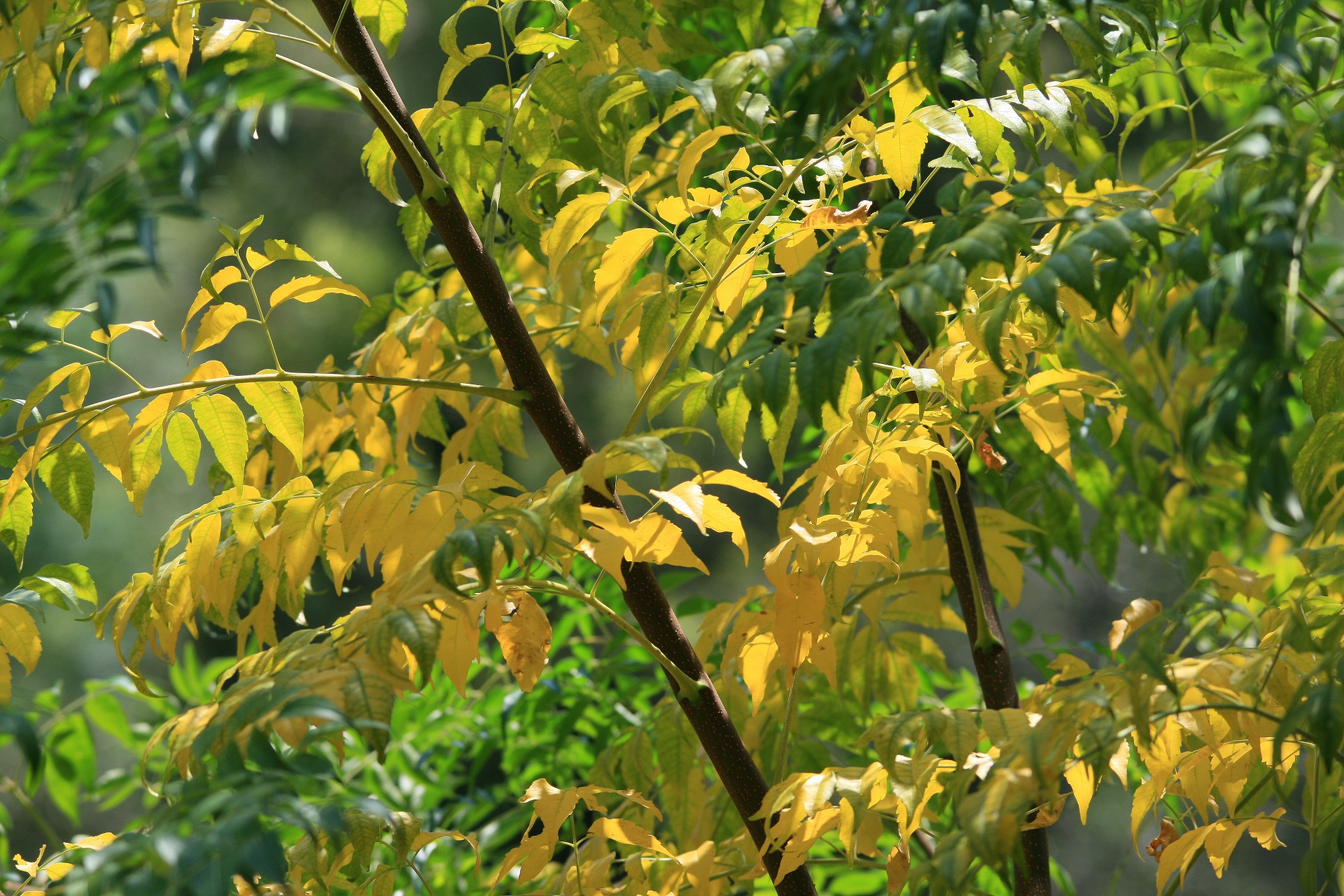 leaves foliage yellow free photo