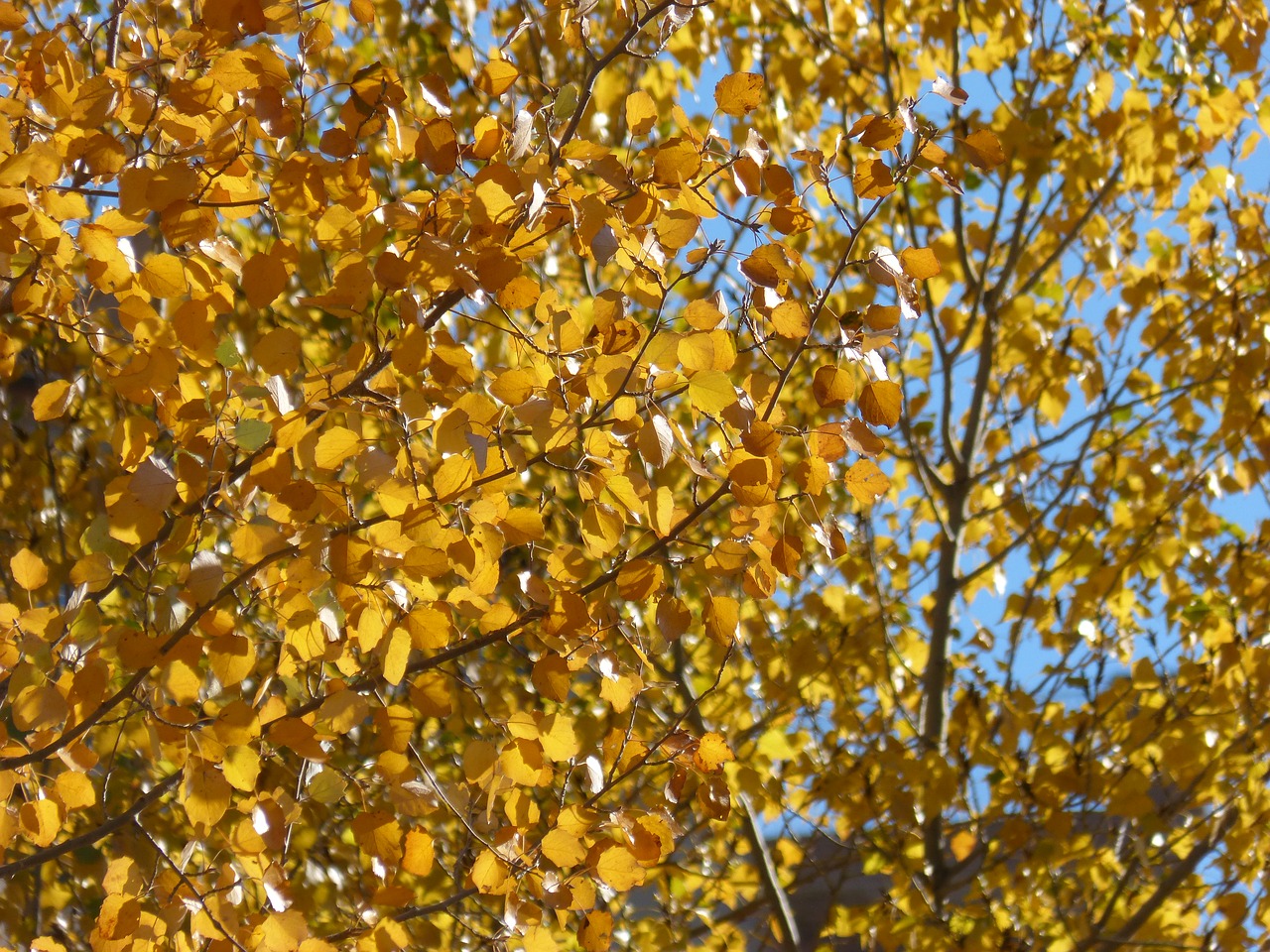 yellow leaves poplars populus alba free photo