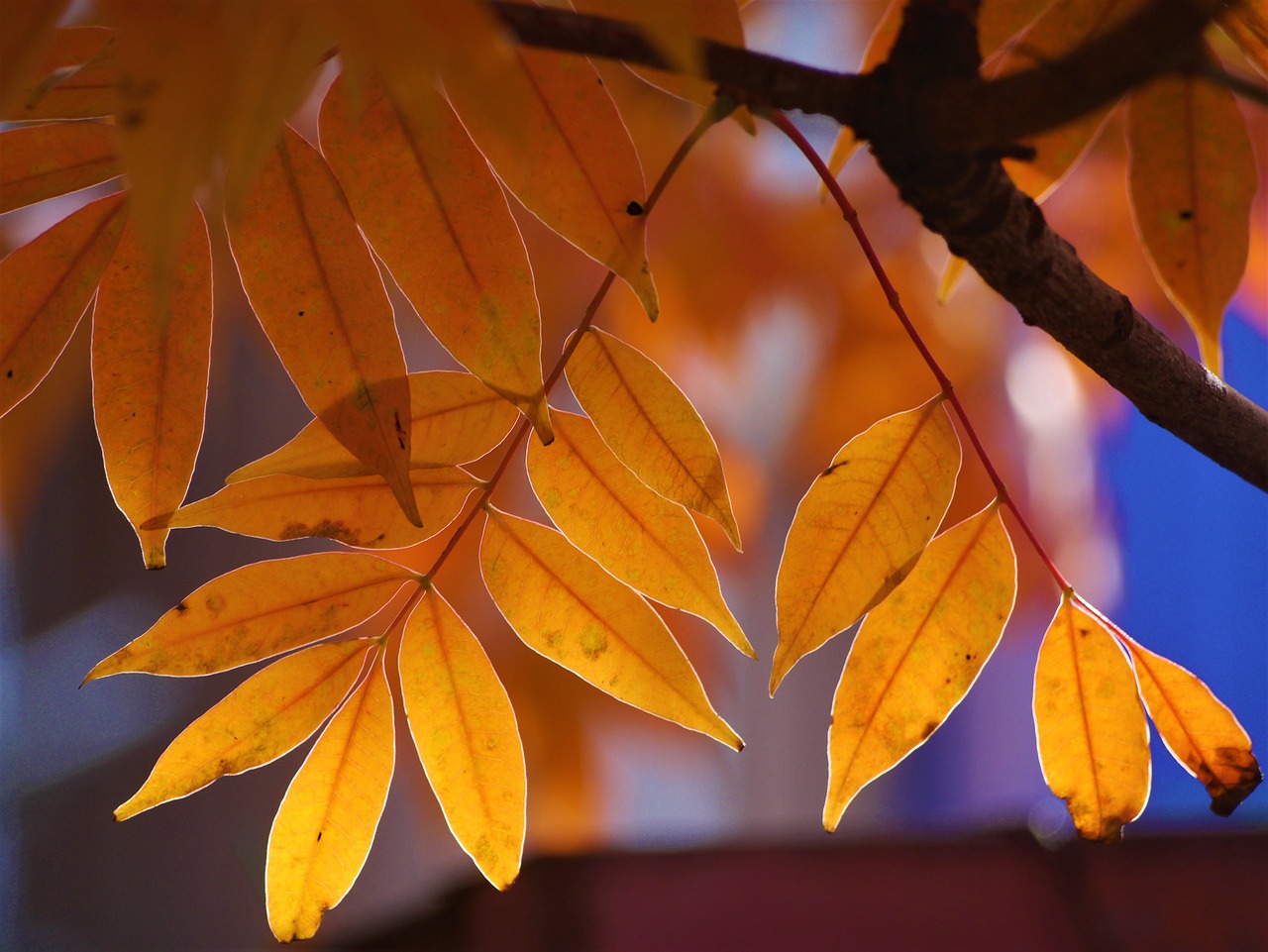 yellow leaves autumnal leaves red free photo