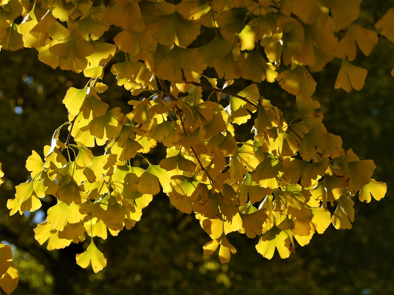 yellow leaves gingko tree maidenhair tree free photo