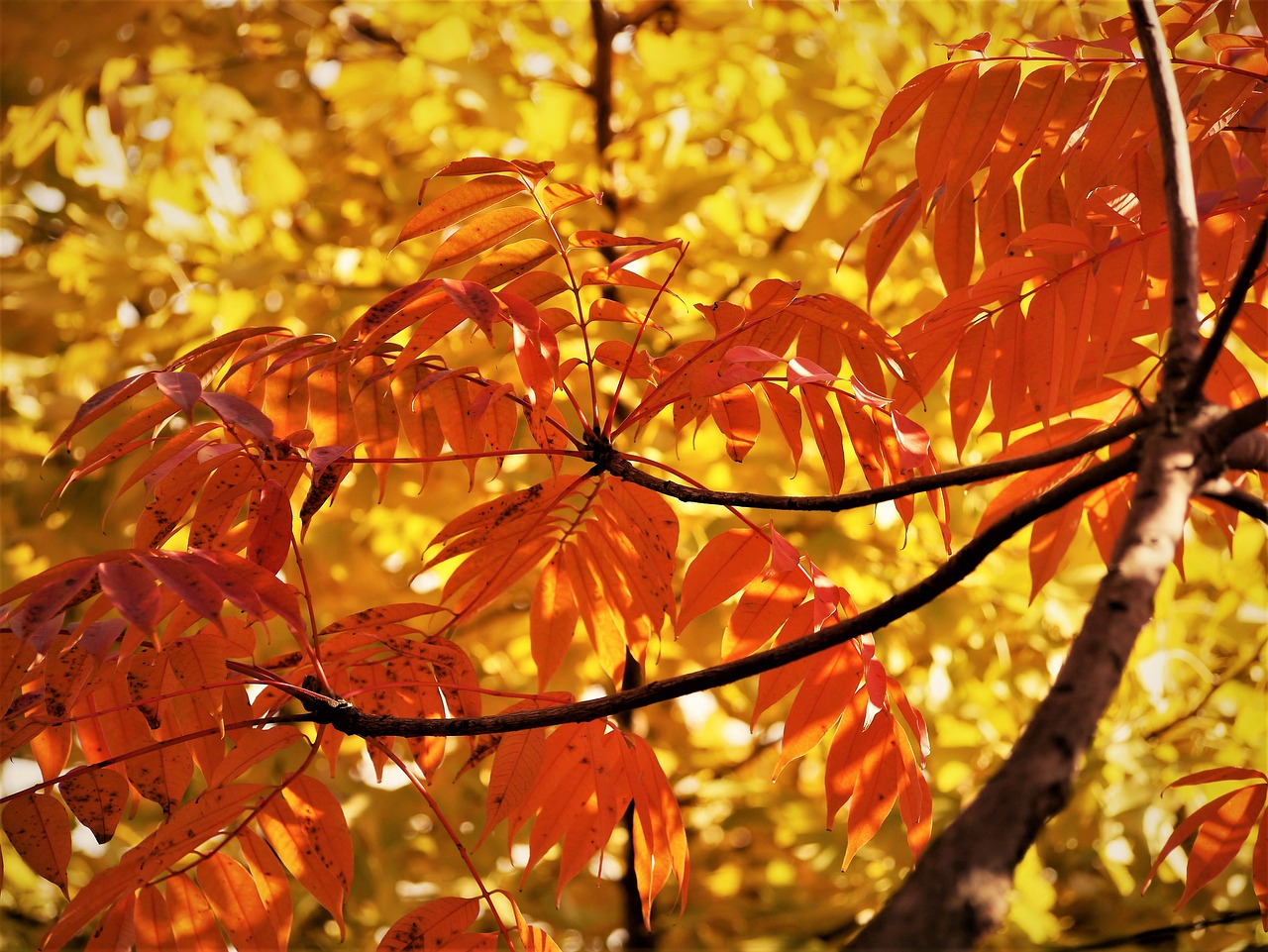 yellow leaves autumnal leaves gingko tree free photo