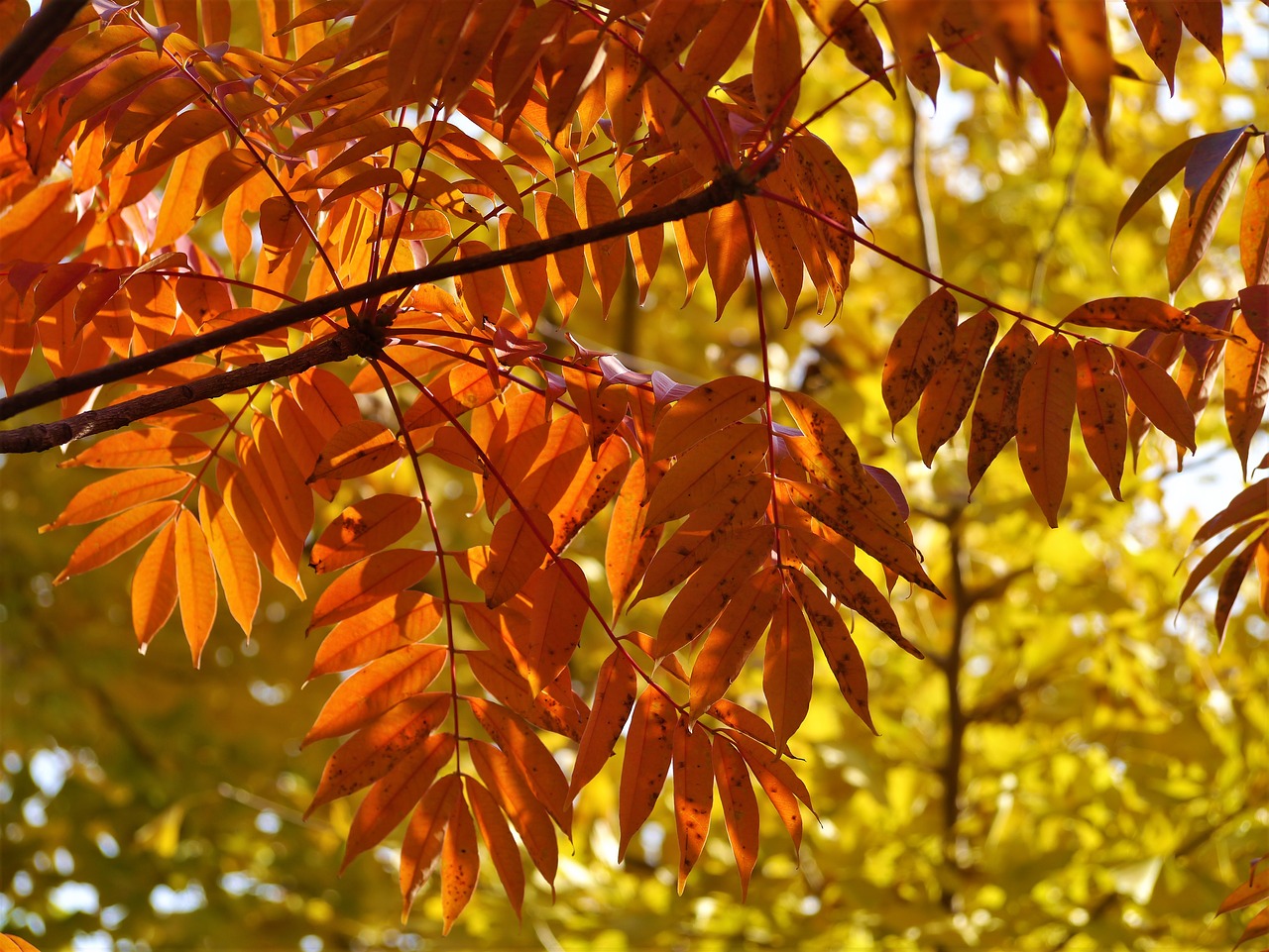 yellow leaves autumnal leaves gingko tree free photo