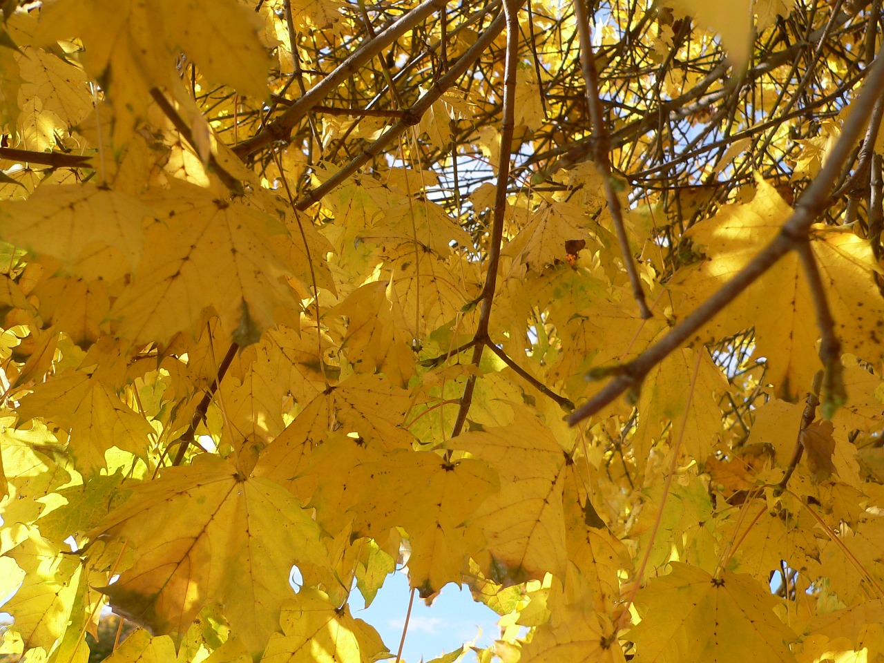 yellow leaves nature autumn colours free photo