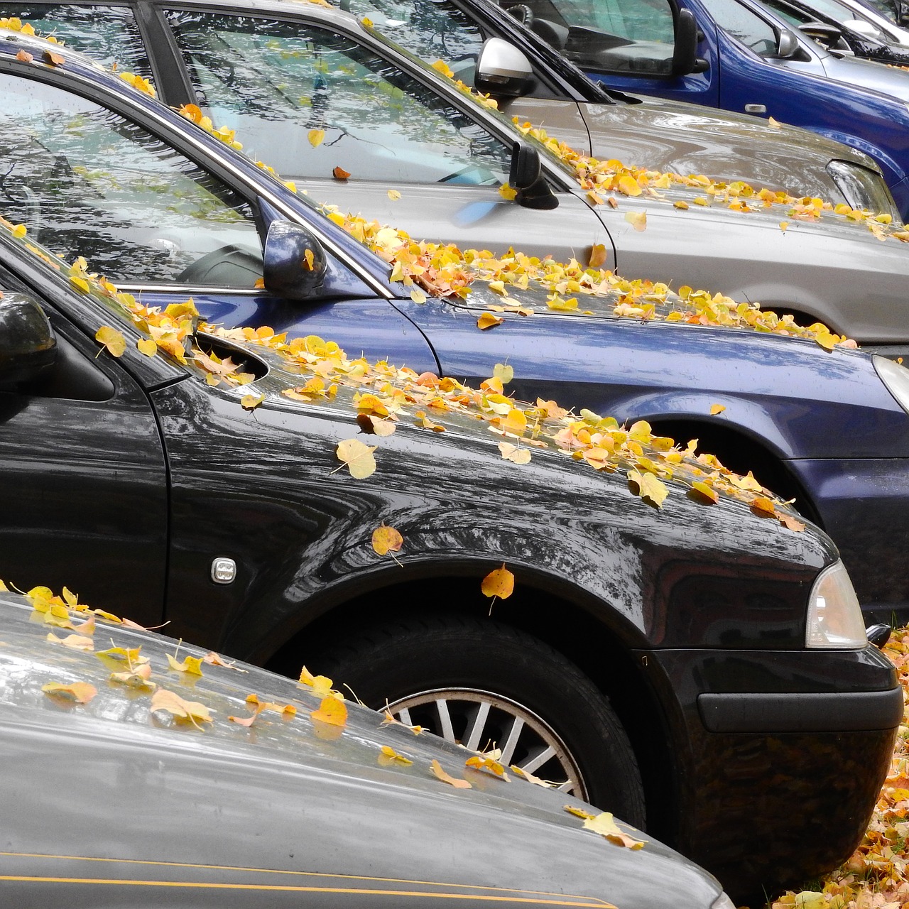 yellow leaves leaves on the hood the leaves on the car free photo