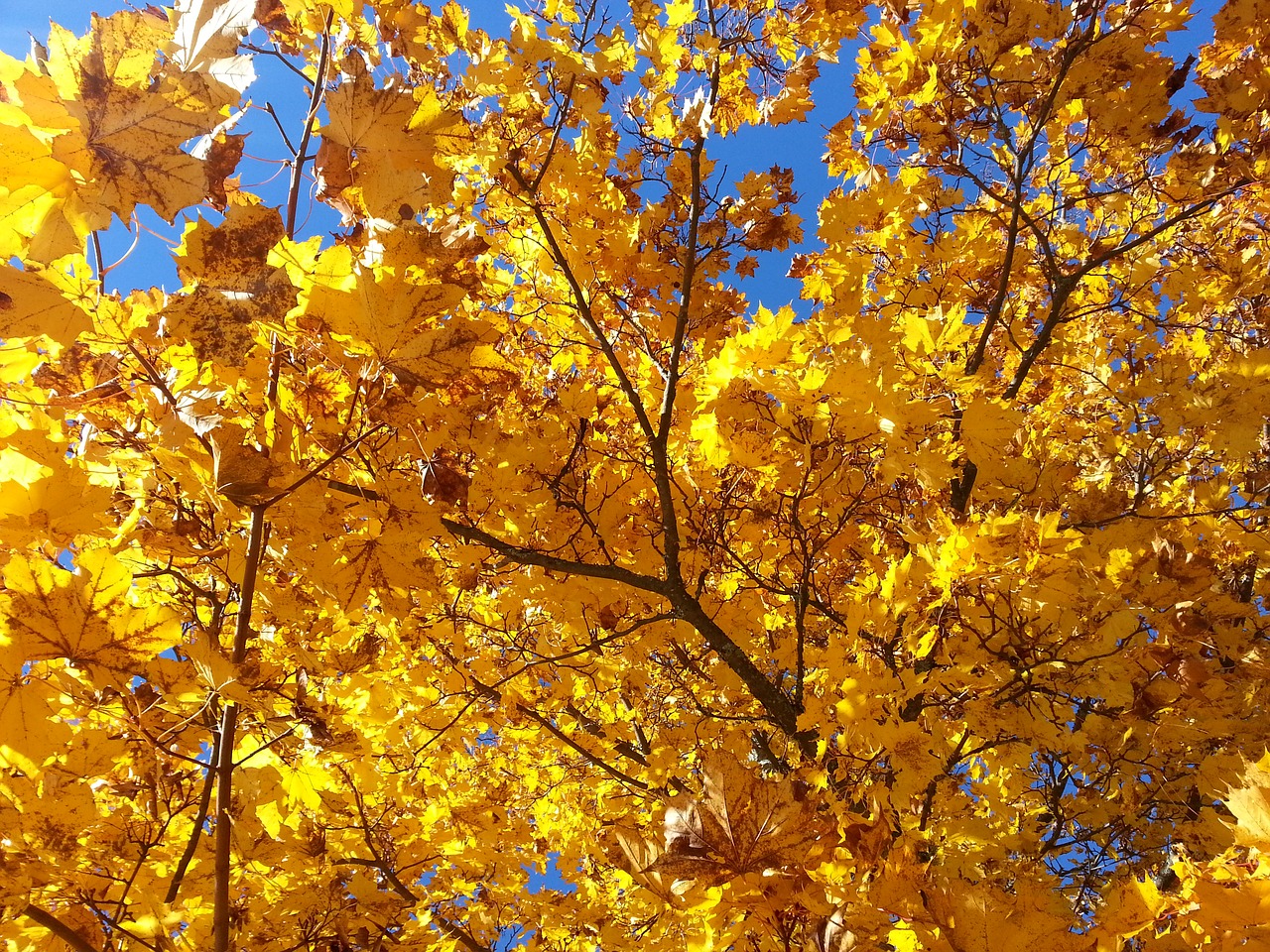 yellow leaves autumn maple free photo