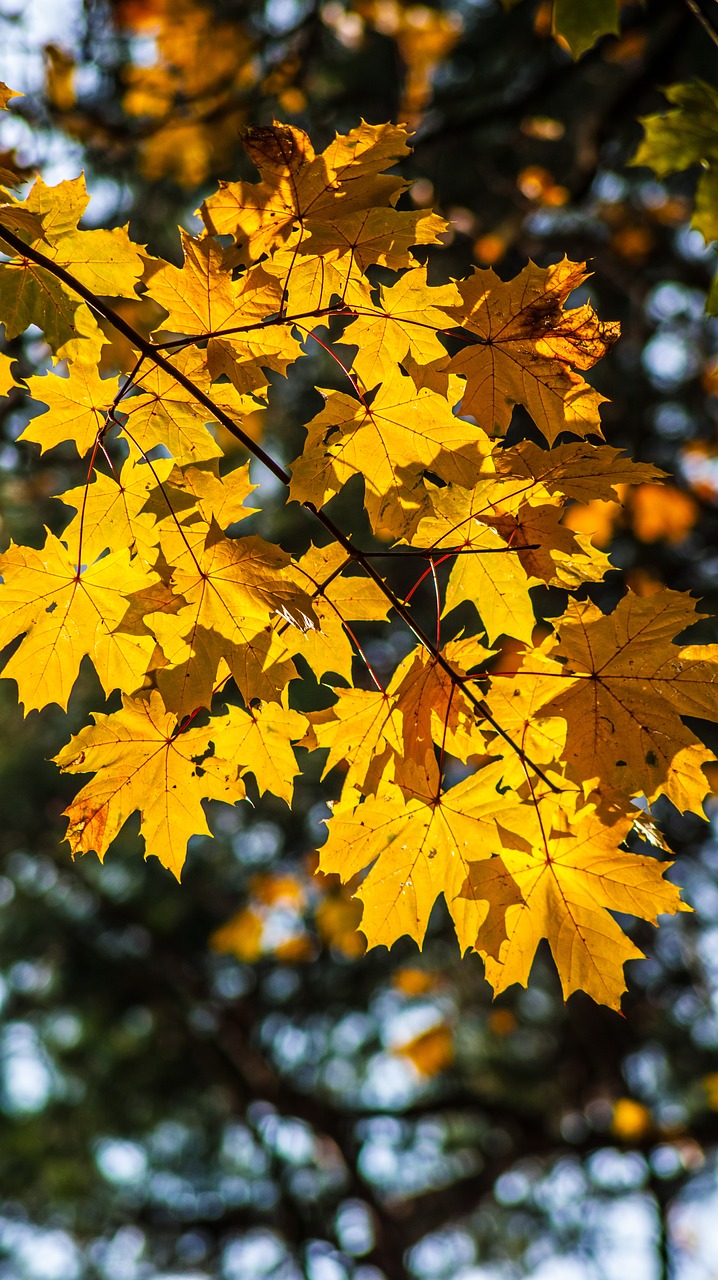 yellow leaves autumn autumn gold free photo