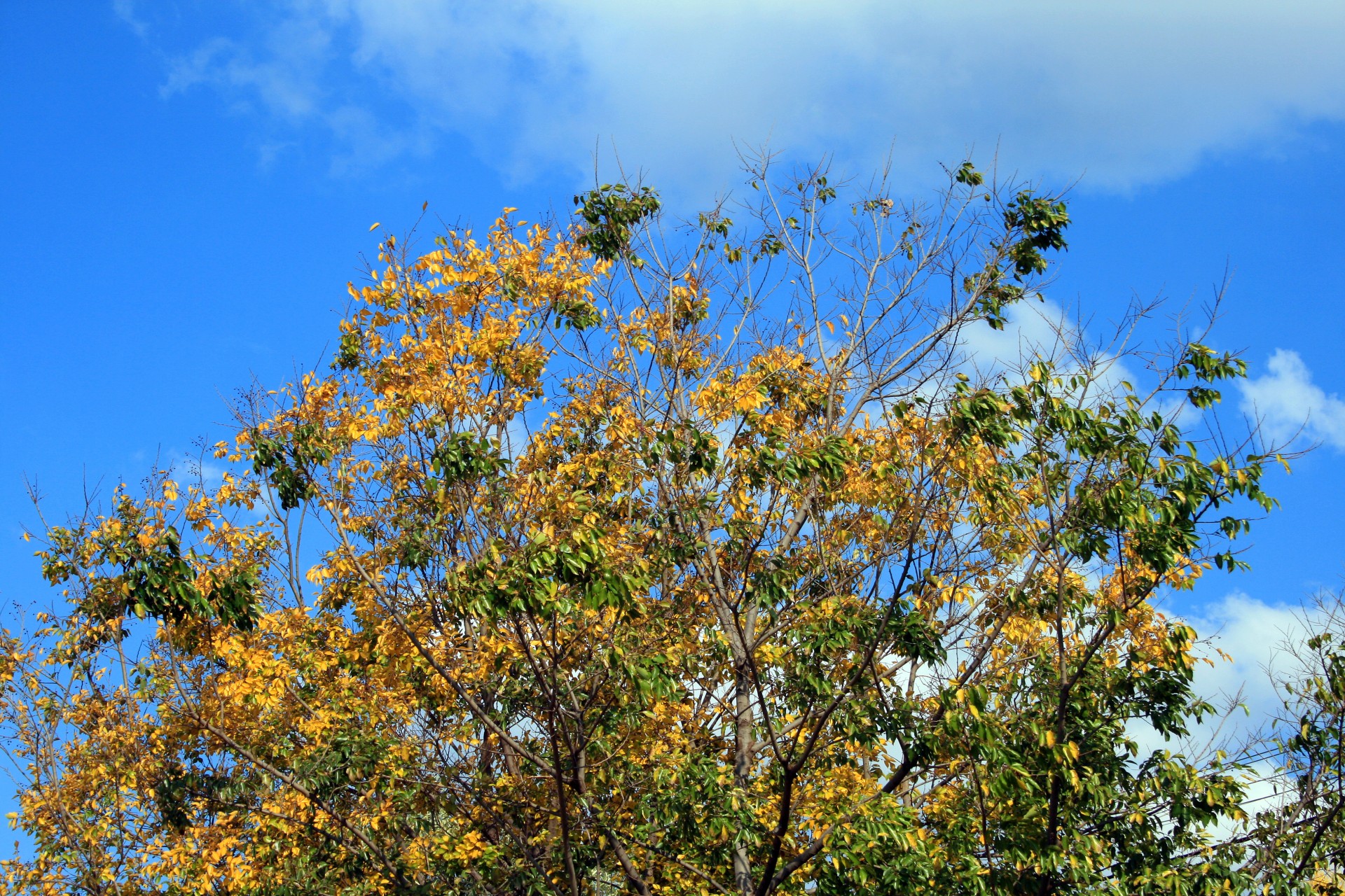 tree leaves yellow free photo